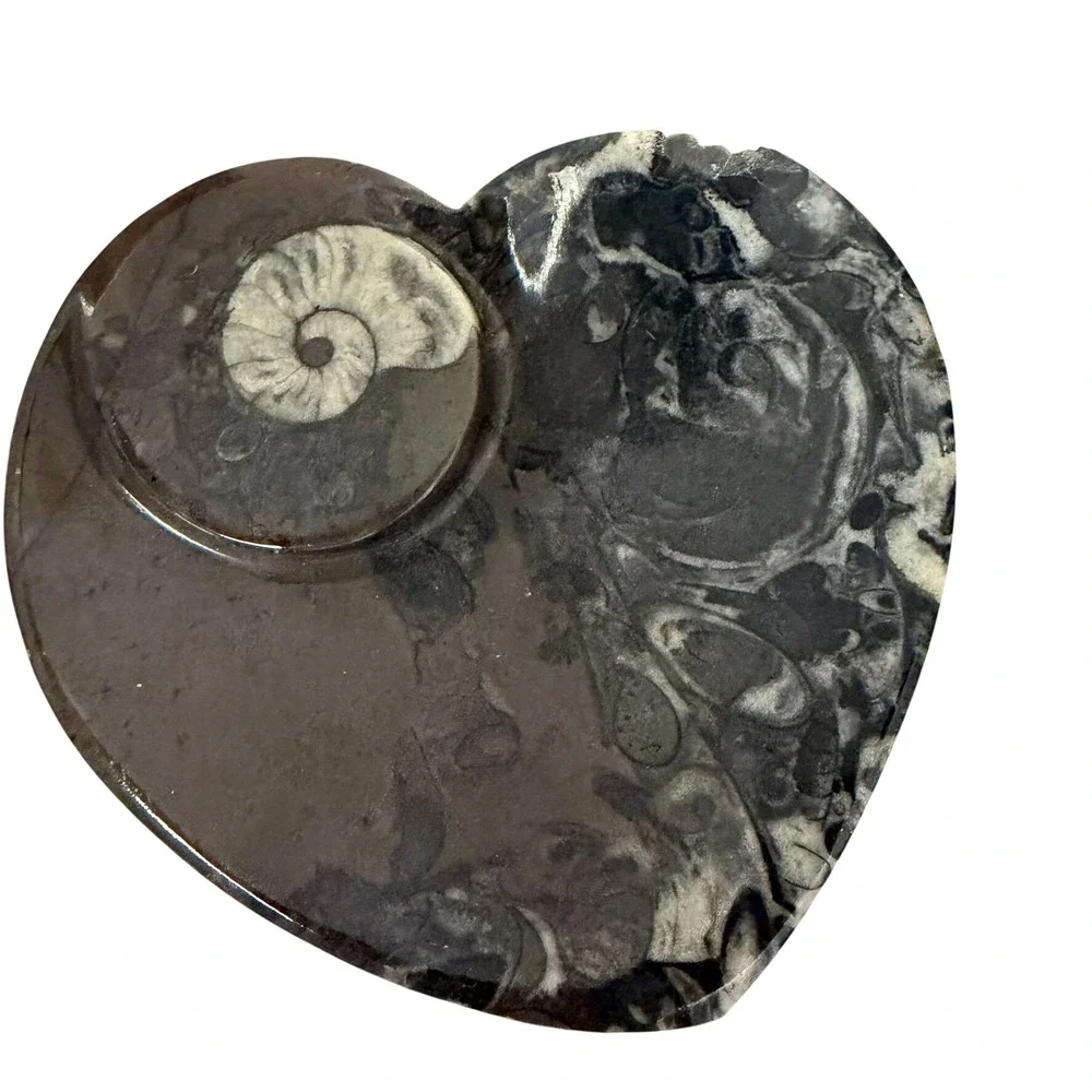 Ammonite Orthoceras Fossil HeartBlack Grey Polished Natural Orthoceras Read 4.5